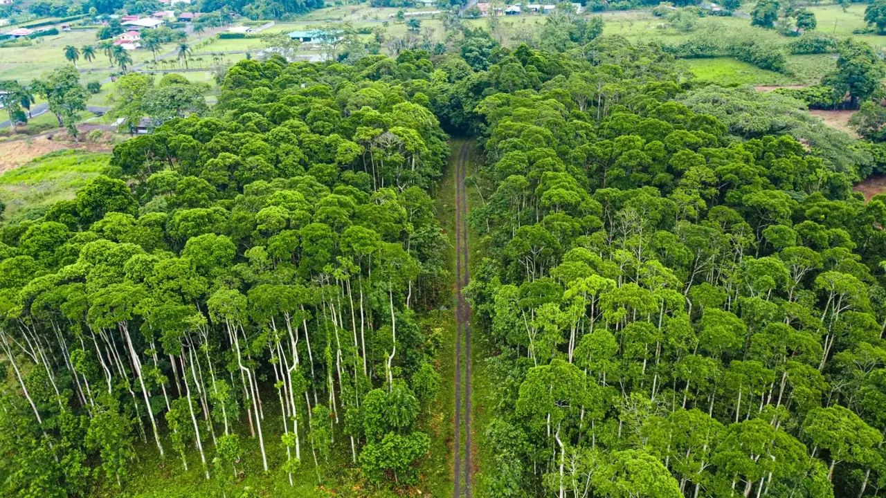 Venta de hermosos lotes en Colonia de Guápiles, Pococí