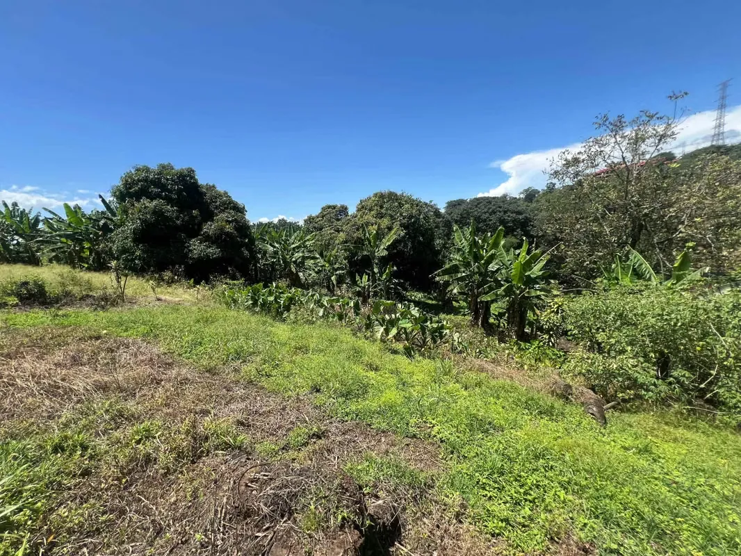 Finca de 1,500 m² en Dulce Nombre de Naranjo
