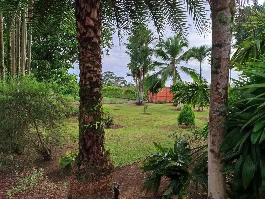 Finca 10.2 hectareas en la virgen de Sarapiqui, toda sembrada limon
