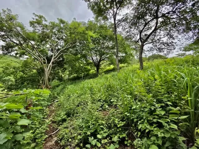 For sale farm located in Guanacaste, 10 minutes from Cañas center.