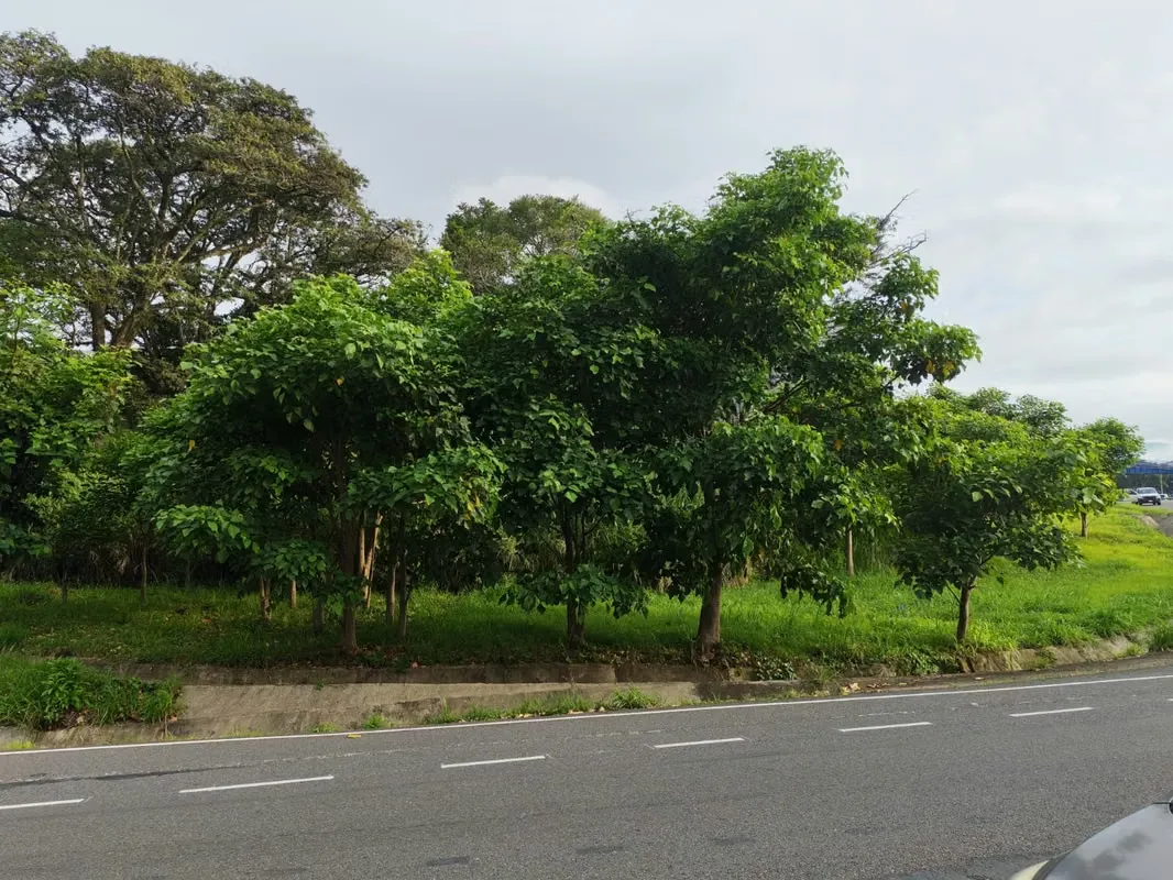 Terreno en Barreal de Heredia - Desarrollo Comercial o Residencial