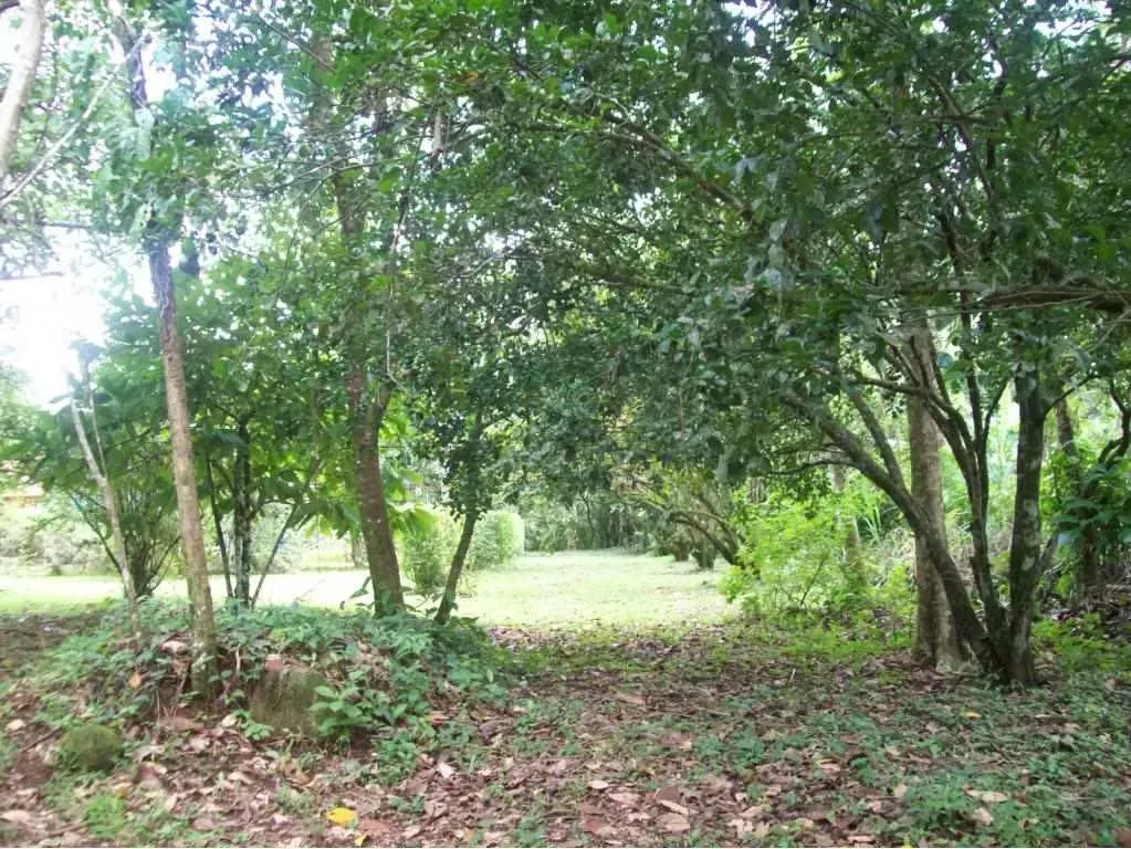 Finca en San Isidro de Peñas Blancas, San Ramón, Alajuela