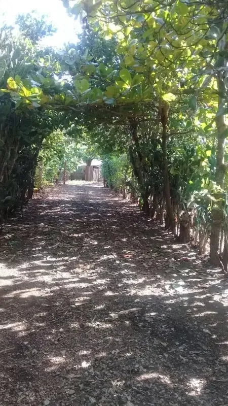 Construcción tipo rancho (humilde pero funcional)