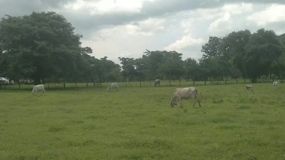 For Sale: 100,000 m² Property in Beautiful Santa Cruz, Guanacaste