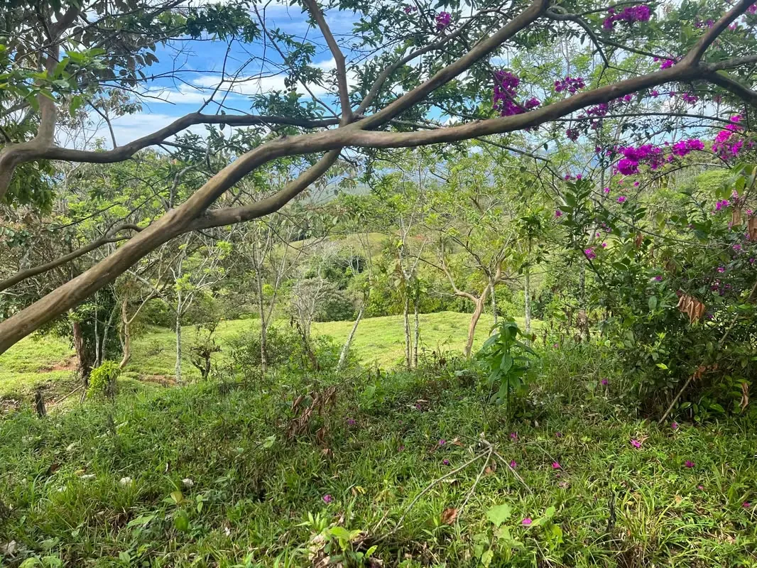 SE VENDE FINCA EN MIRAVALLES DE PÉREZ ZELEDÓN