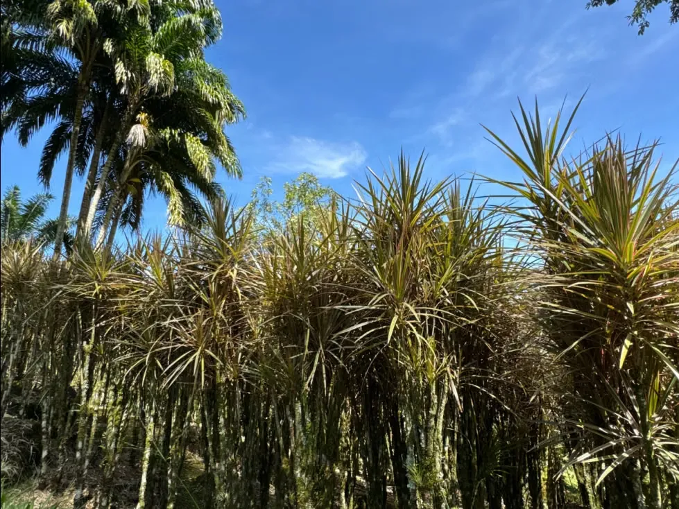 Finca con producción de plantas ornamentales en Turrialba