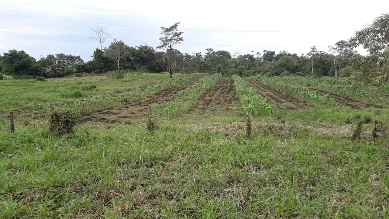 Farm for Sale in Upala | 29.5 Hectares | 564 m Frontage on Public Road