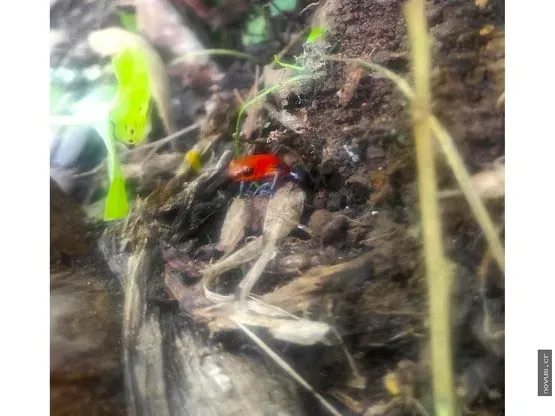 Se vende finca de cacao y vainilla, zona Atlántica