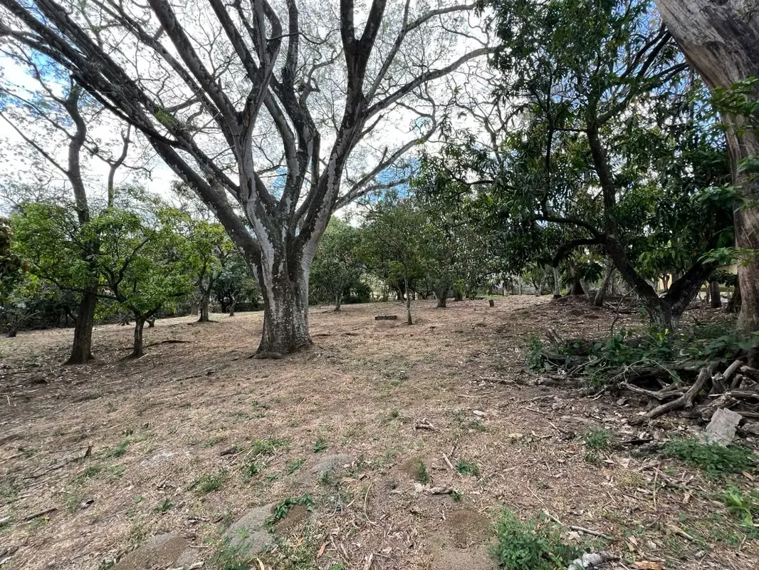 Lote en Piedades de Santa Ana mediana dencidad 75% de covertura $200 x m2