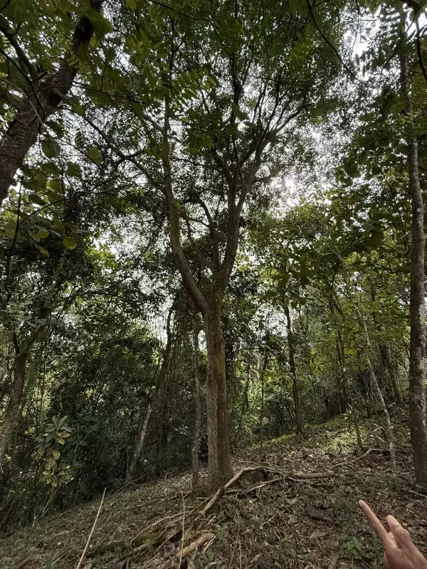 Finca de Arboles con Río y Terreno Plano para Desarrollar-  Motivados para vender