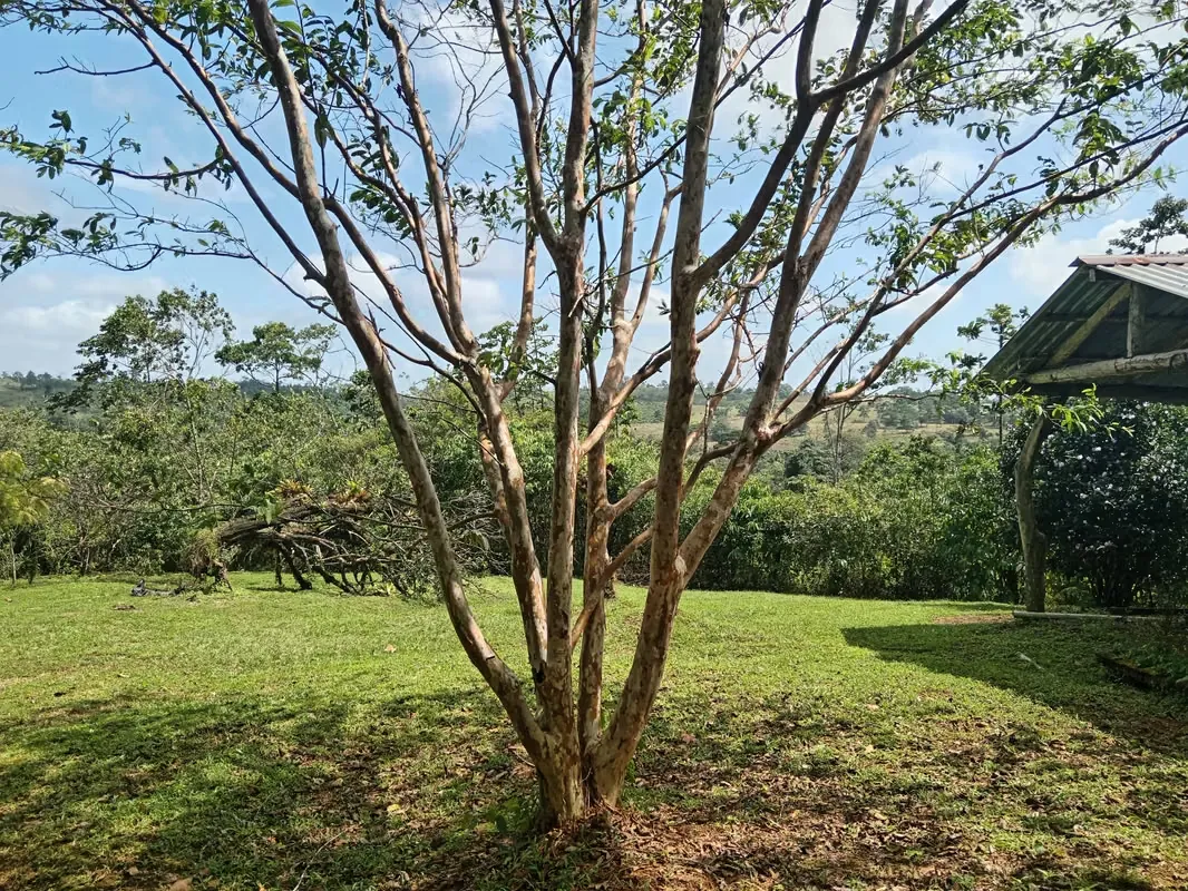 Property 33 Hectares for developing in Bijagua, Upala, Alajuela