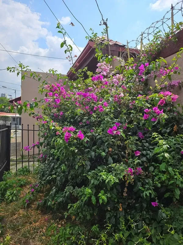 House plus 2 apartments for sale in La Uruca