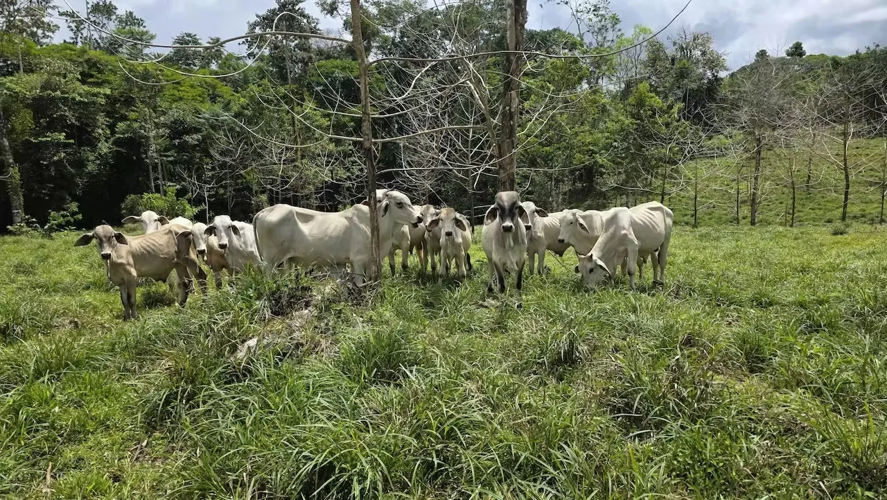 Sell farm New Town of Cutris San Carlos Alajuela / JSL