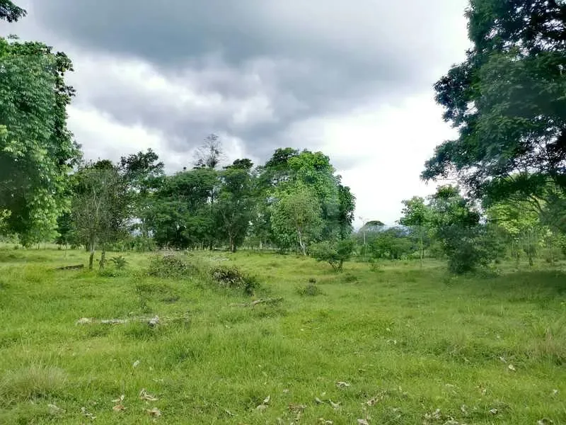 Land for Sale in Guápiles 15946
