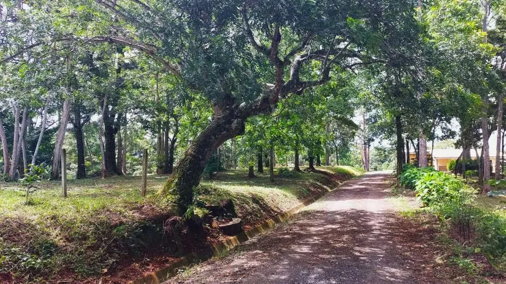 BELLO LOTE 6227m², PURISCAL, RESIDENCIAL CERRADO, NATURALEZA, INTERNET