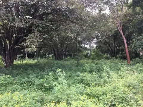 LAND FOR SALE IN PUNTARENAS, MIRAMAR.